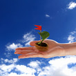 Nutshell ship with green leaf sail
