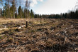 forest cut