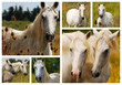 camarguais sauvages