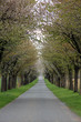 chemin