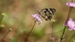 Beautiful butterfly eating breakfast