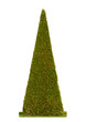 thuja