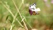 Two butterflies