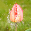 Water tulip