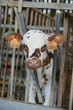 Animal ferme vache 19