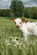Foto: Animal ferme vache 26 Animal ferme vache 26