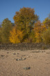 Herbstliche Laubbäume am Rheinufer