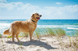Photo: Golden retriever on a sandy dune overlooking beach Golden retriever on a sandy dune overlooking beach