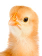 Yellow little chicken