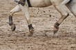 equitation dans la boue