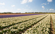 White Hollandse Hyacinthus