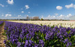 Hollandse Hyacinthus