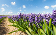 Hollandse Hyacinthus