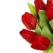 red tulips