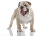English bulldog puppy
