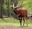 bongo
