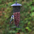 Blue Tit on a garden feeder