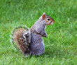 Grey Squirrel sitting on the ground