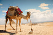 Photo: camel in the desert in Giza , Egypt camel in the desert in Giza , Egypt