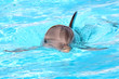 Swimming dolphin
