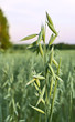 Foto: Oats Oats