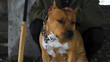 Pit bull in prong collar and bat