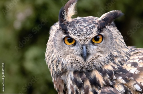 Photo: Owl Owl