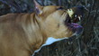 Pit bull gnawing furiously showing its canines, close up