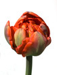 Gefuellte Fruehe Tulpe, Abba