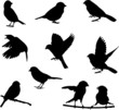 Vector silhouettes of birds, sparrows