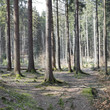 waldidylle