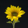 Sonnenblume, Helianthus annuus Sonnenblume, Helianthus annuus