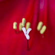 Red flower - lilium - macro