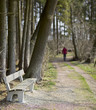 weg in den wald