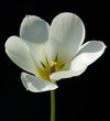 Weisse Tulpe