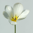 Weisse Tulpe