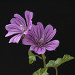 Wilde Malve, Malva sylvestris
