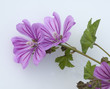 Wilde Malve, Malva sylvestris