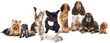 Group of cats and dogs in front of white background