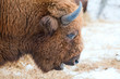 Bison