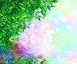 Bamboo Forest over colored background. Bamboo Forest over colored background.