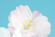 Cherry Blossom