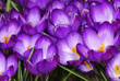 Crocus Flowers