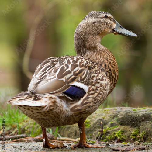 Photo: A wild duck (mallard, female) A wild duck (mallard, female)