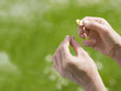 Foto: Hände mit Gänseblümchen Hände mit Gänseblümchen
