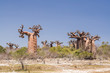 Baobab forest and savanna Baobab forest and savanna