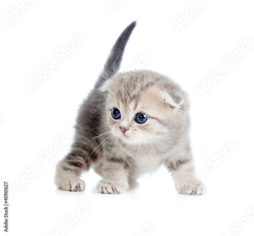 Photo: baby cat one month old baby cat one month old