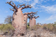 Baobab forest and savanna