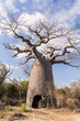Baobab tree and savanna