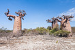 Baobab forest and savanna